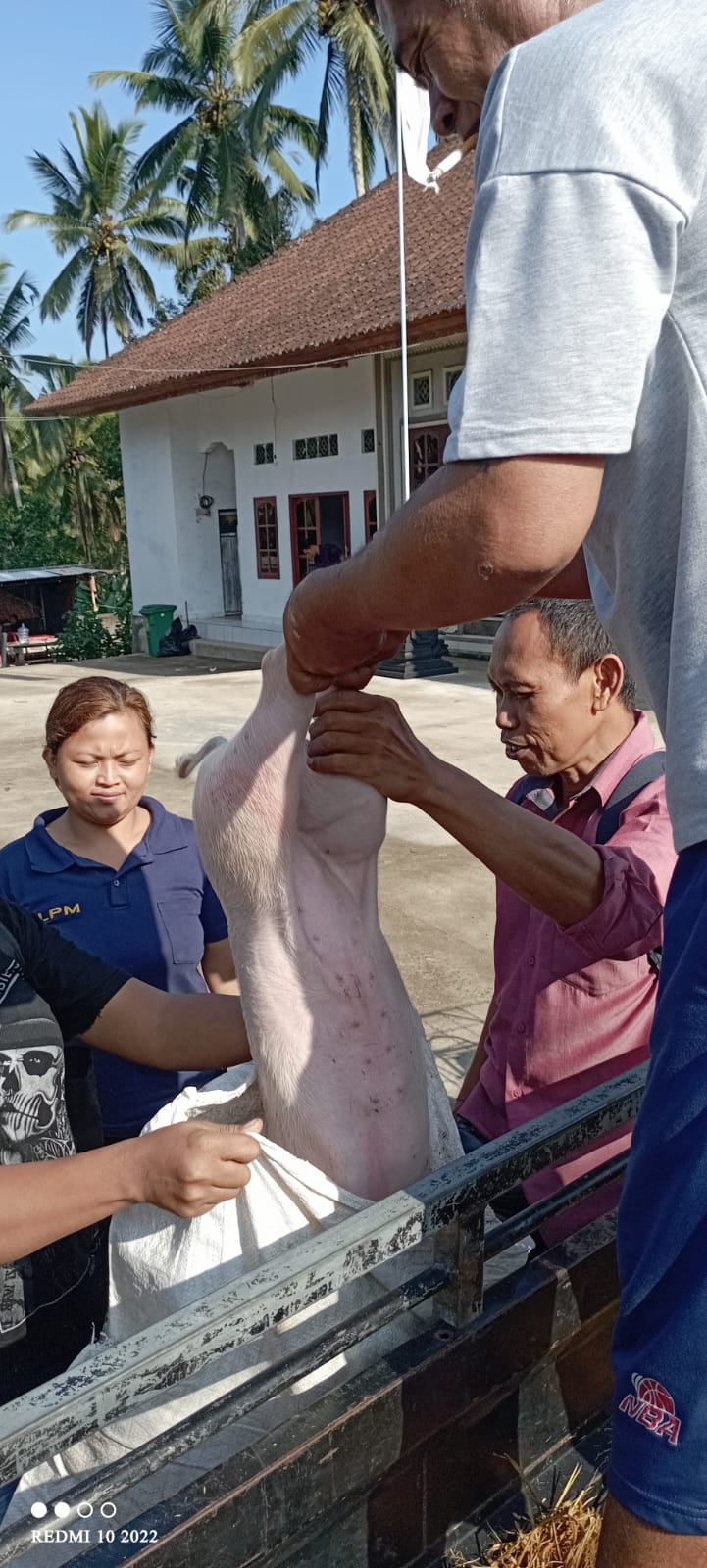 KEGIATAN KETAHANAN PANGAN ,PENYERAHAN BIBIT BABI  KEPADA PEMANFAAT.
